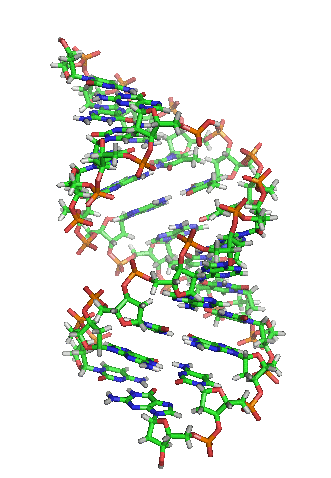 DNA Makeup